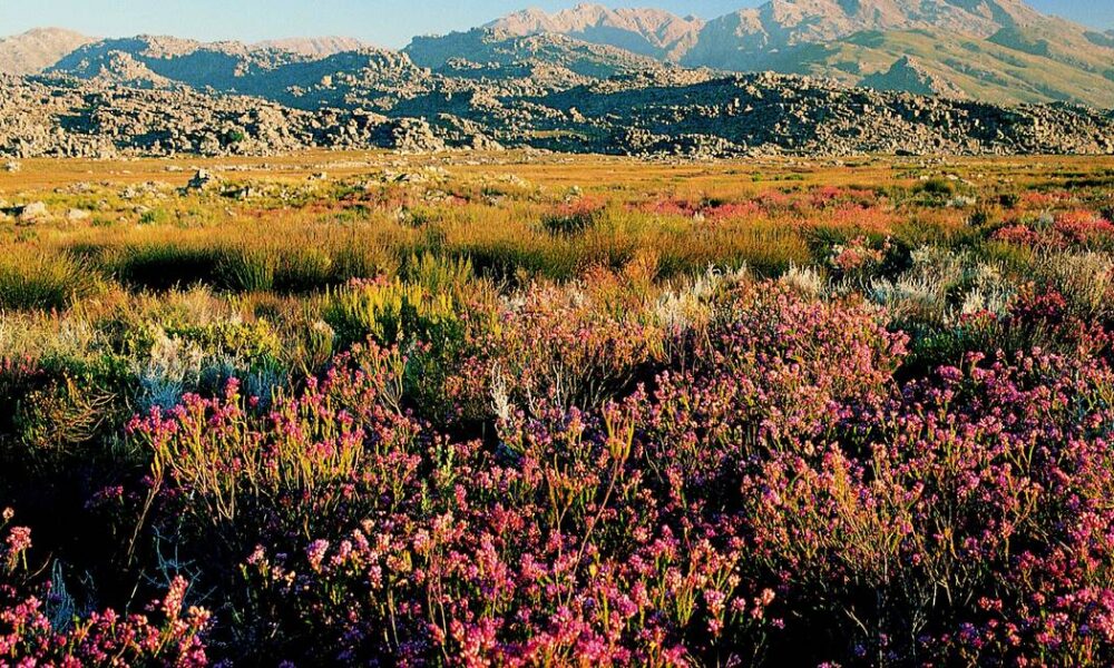 Western Cape Biodiversity