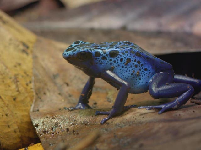 Watch life Frog come out from female Vagina